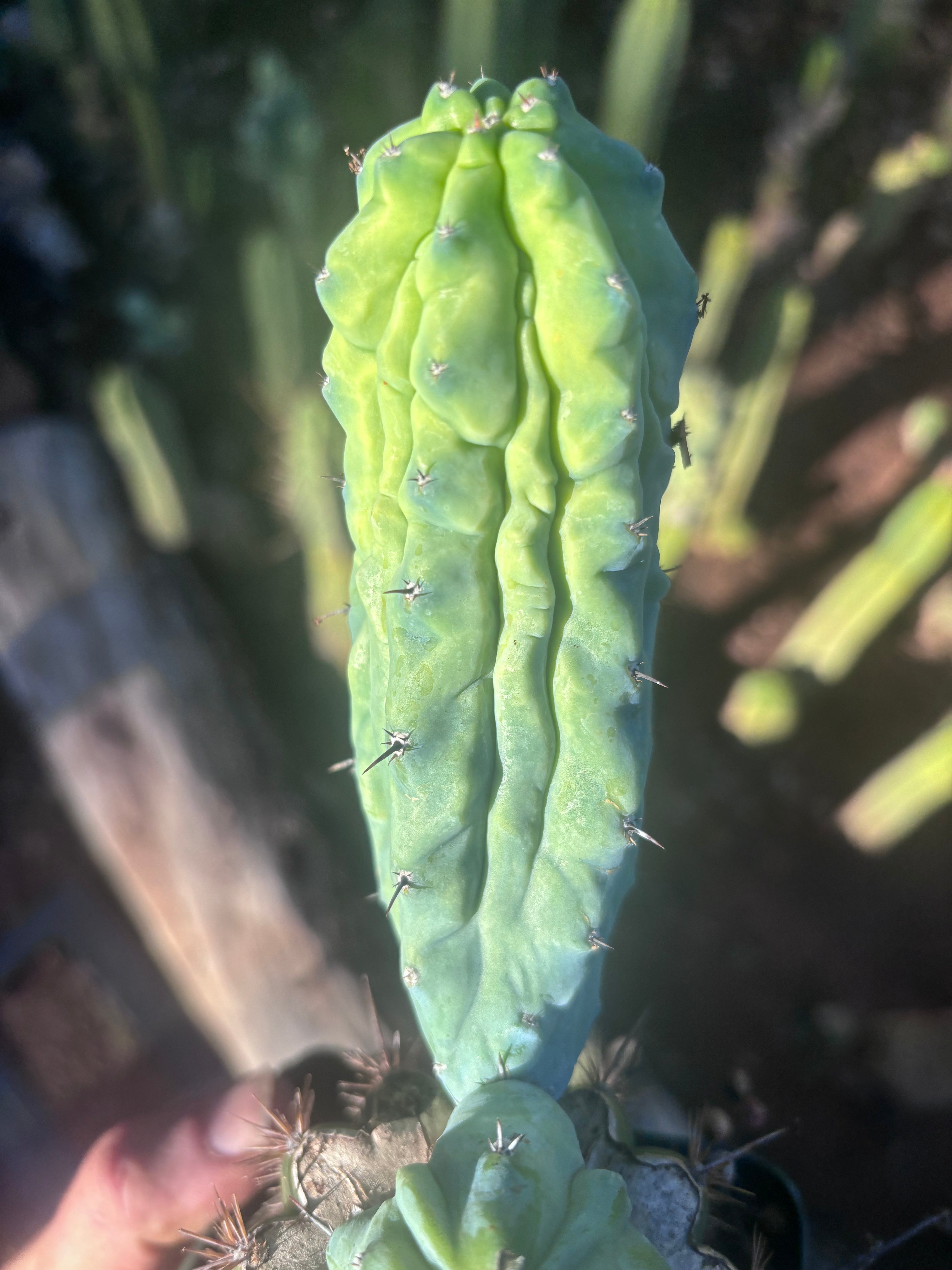 👑💎 Grecas — Rooted Graft with Pup