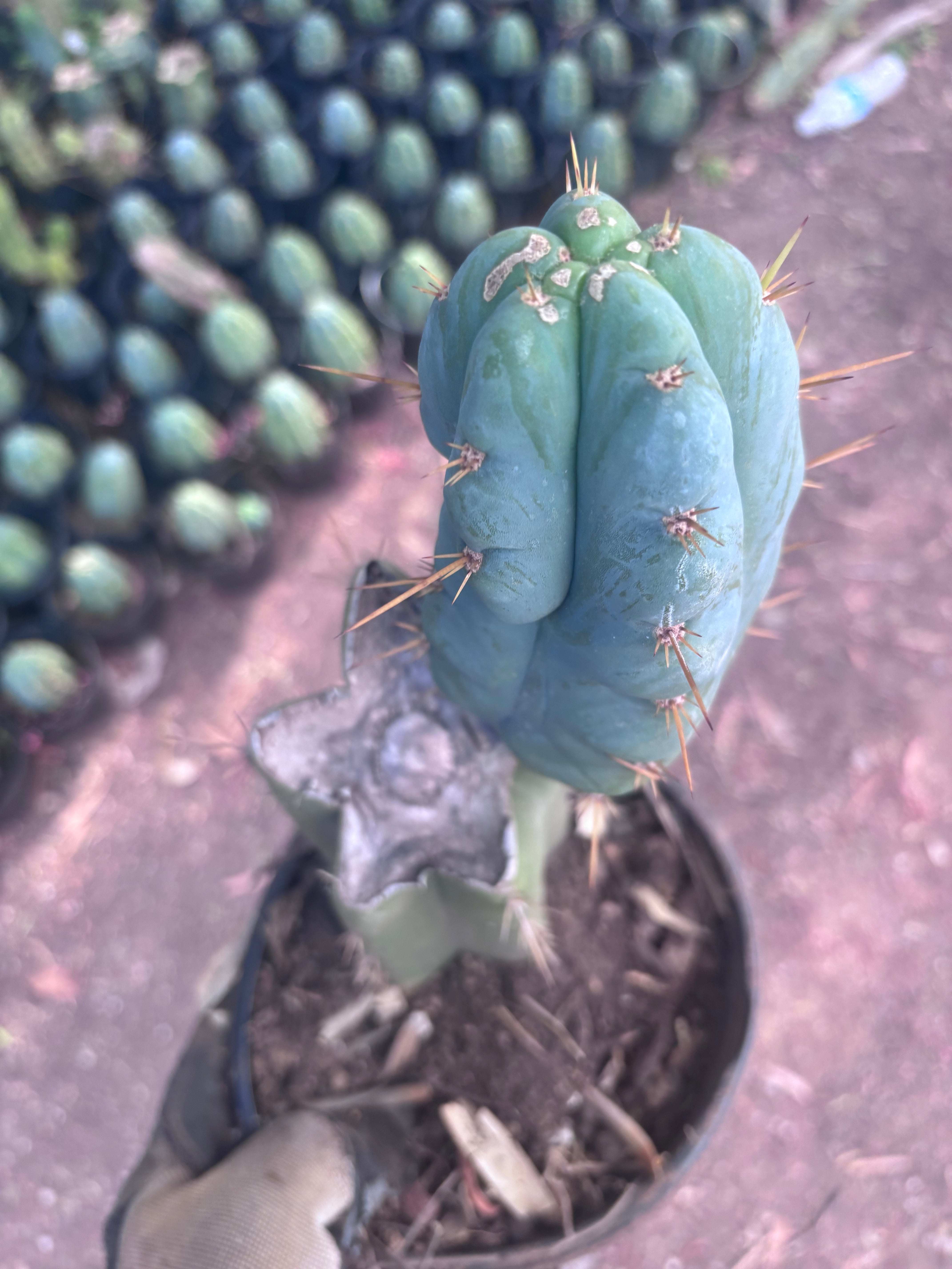👑 Lotusland Huanu —  Fully Rooted Mid with Fat Pup