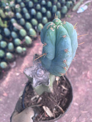 👑 Lotusland Huanu —  Fully Rooted Mid with Fat Pup