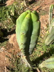 👑💎🌶️ Bob Gillette — 12” Tip