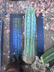 💎👑🌶️ Sharxx Blue — XL 16” Rooted Tip
