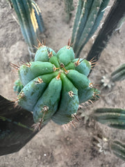 💎👑 Ferret— 13.5” Pup