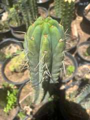 💎🌶️🌶️ NOM — Pup Graft On Seed Grown Rooted Stock