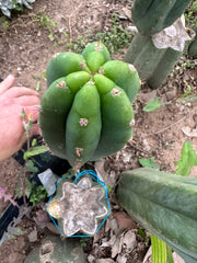 👑🌶️🌶️ Landfill — 10” Pup