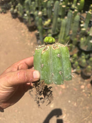 💎👑💎 Havran — Pup Graft on Rooted Shine01