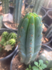 💎🌶️🌶️ NOM — 8.5” Tip