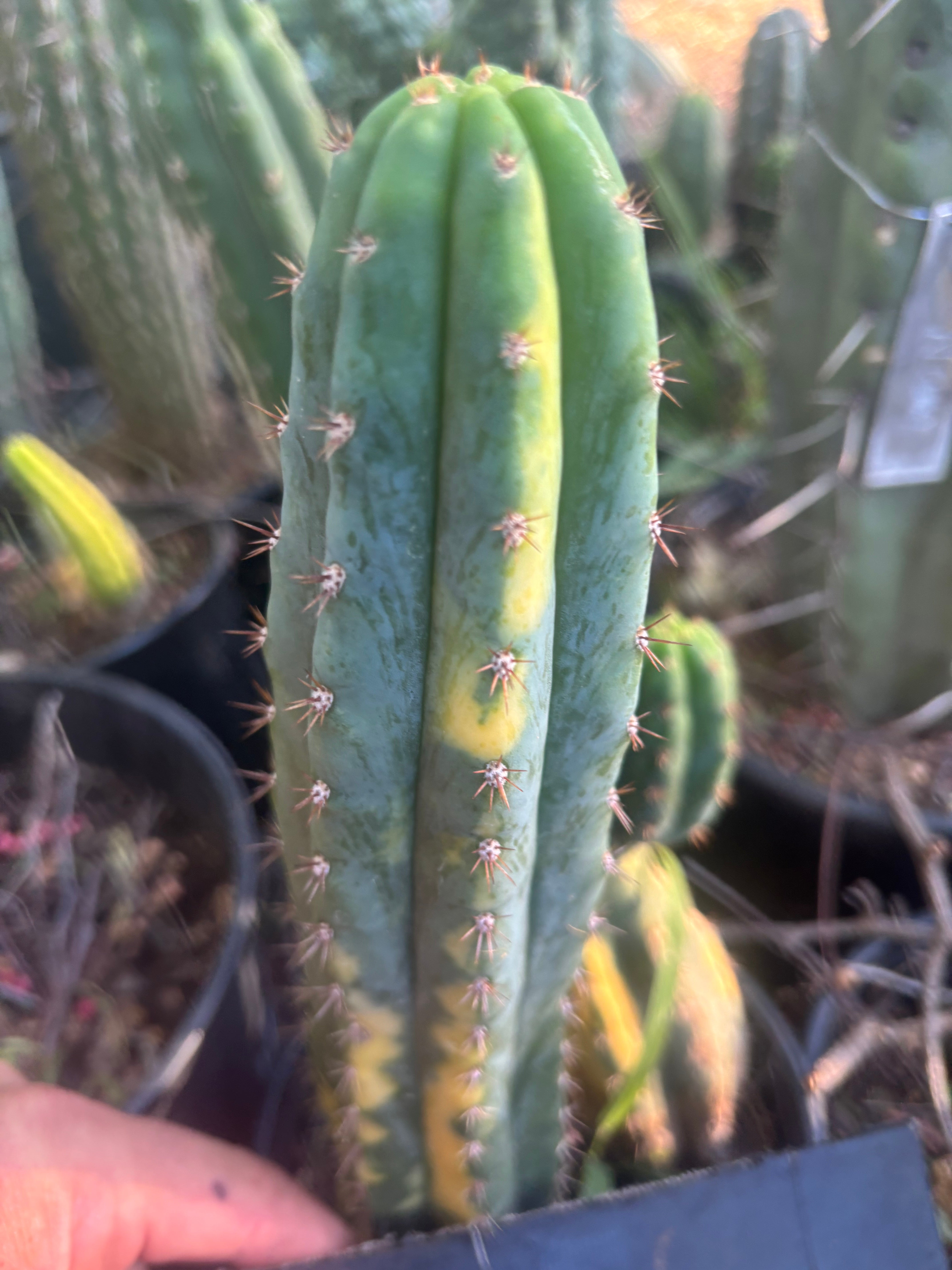 🔰 Vari Pachanoi — 8.5” Tip