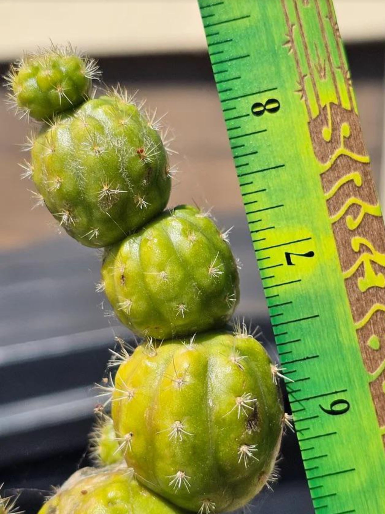 👑💎 Hulk’s Balls Graft