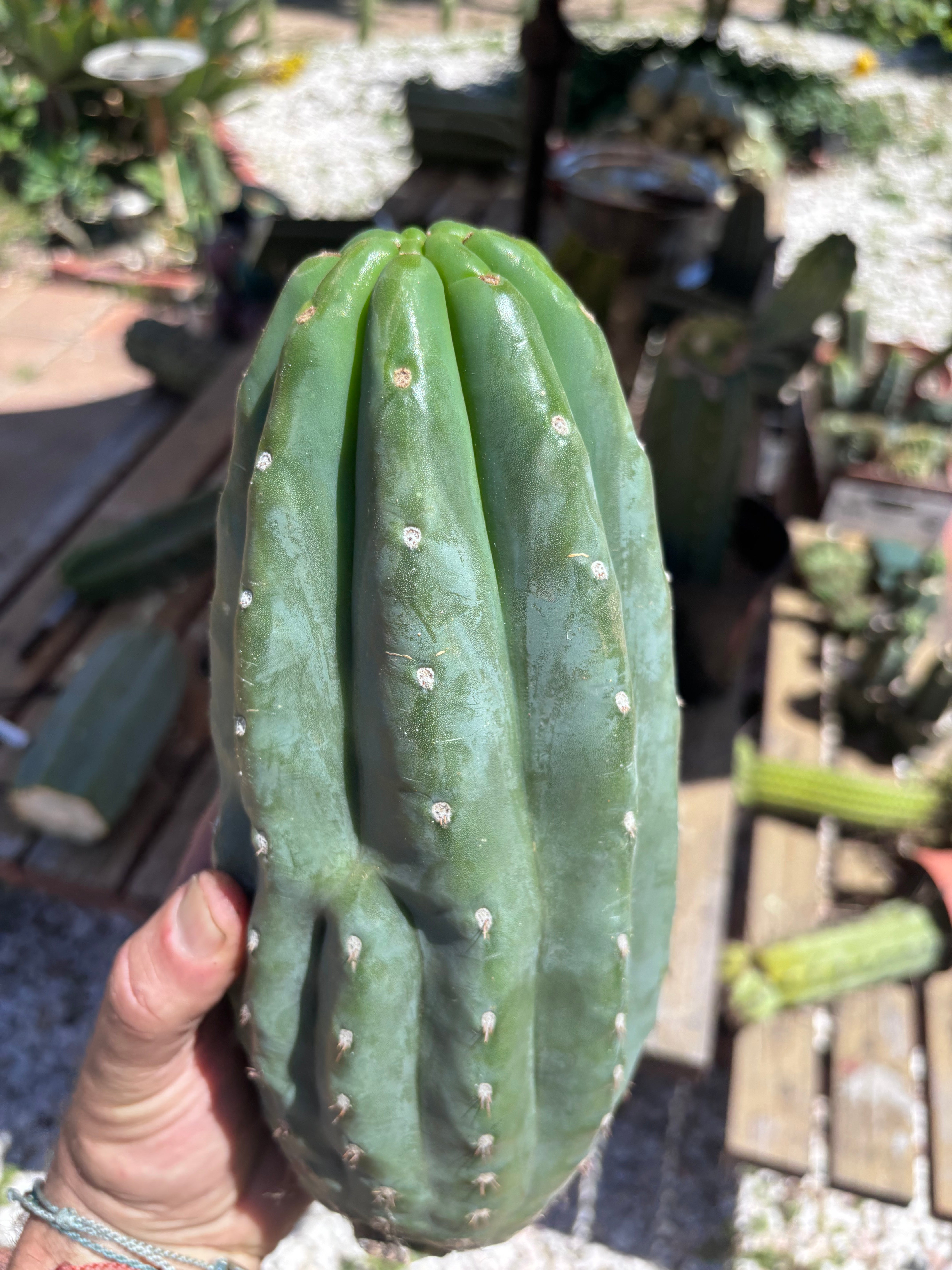 👑🌶️ Pierre — BEEFY 12” Pup