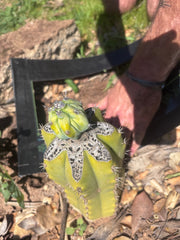 👑💎 Grecas Tip Graft — Fully Rooted