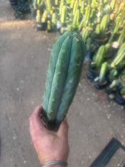 👑🌶️🌶️  Jiimz Twin — XL 15” Tip