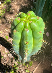 🌶️ 0201 — XL 12” Tip