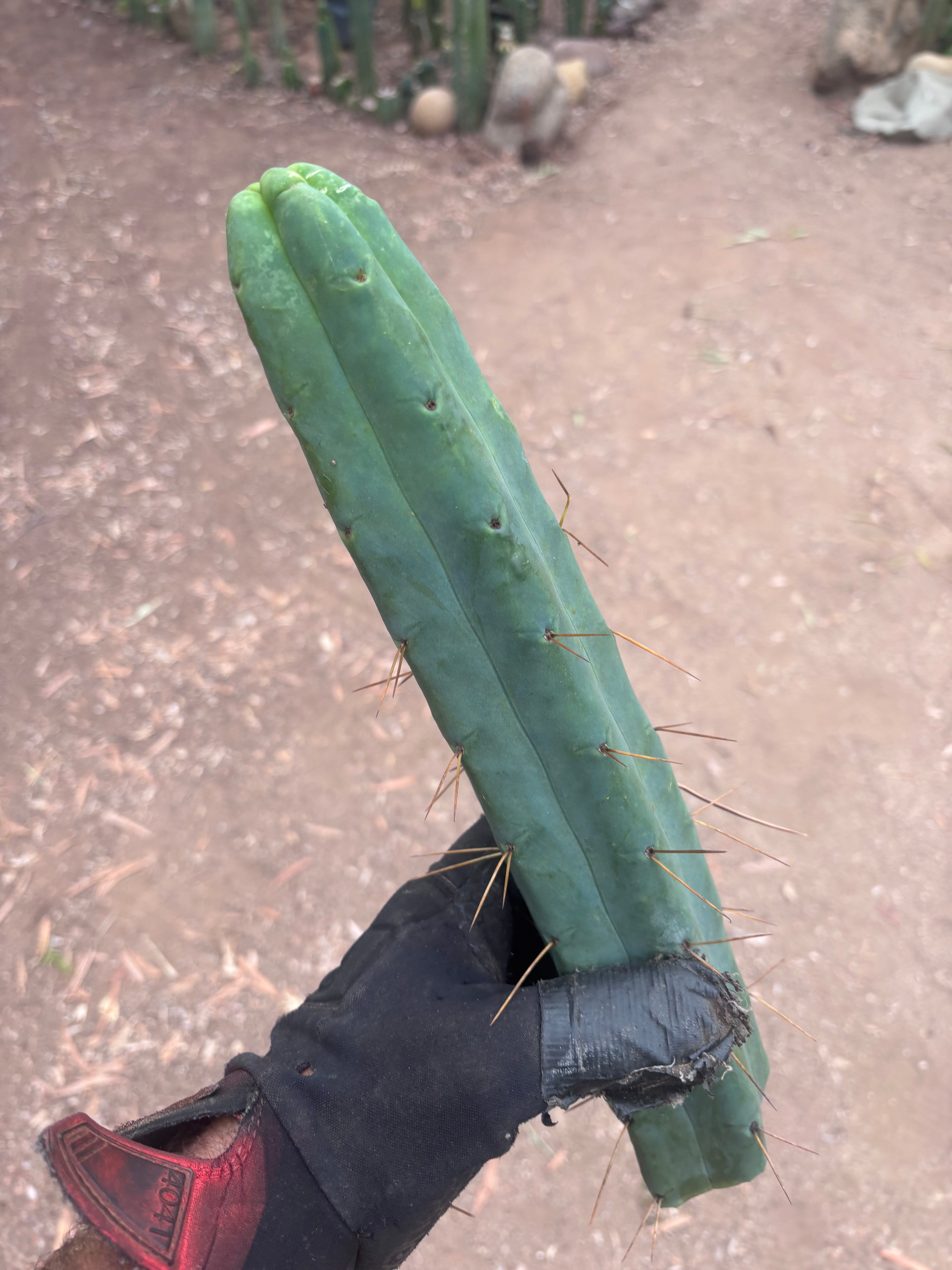 👑🌶️🌶️  Jiimz Twin Spine — 13” Tips (4)