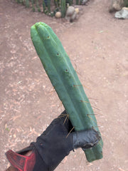 👑🌶️🌶️  Jiimz Twin Spine — 13” Tips (4)