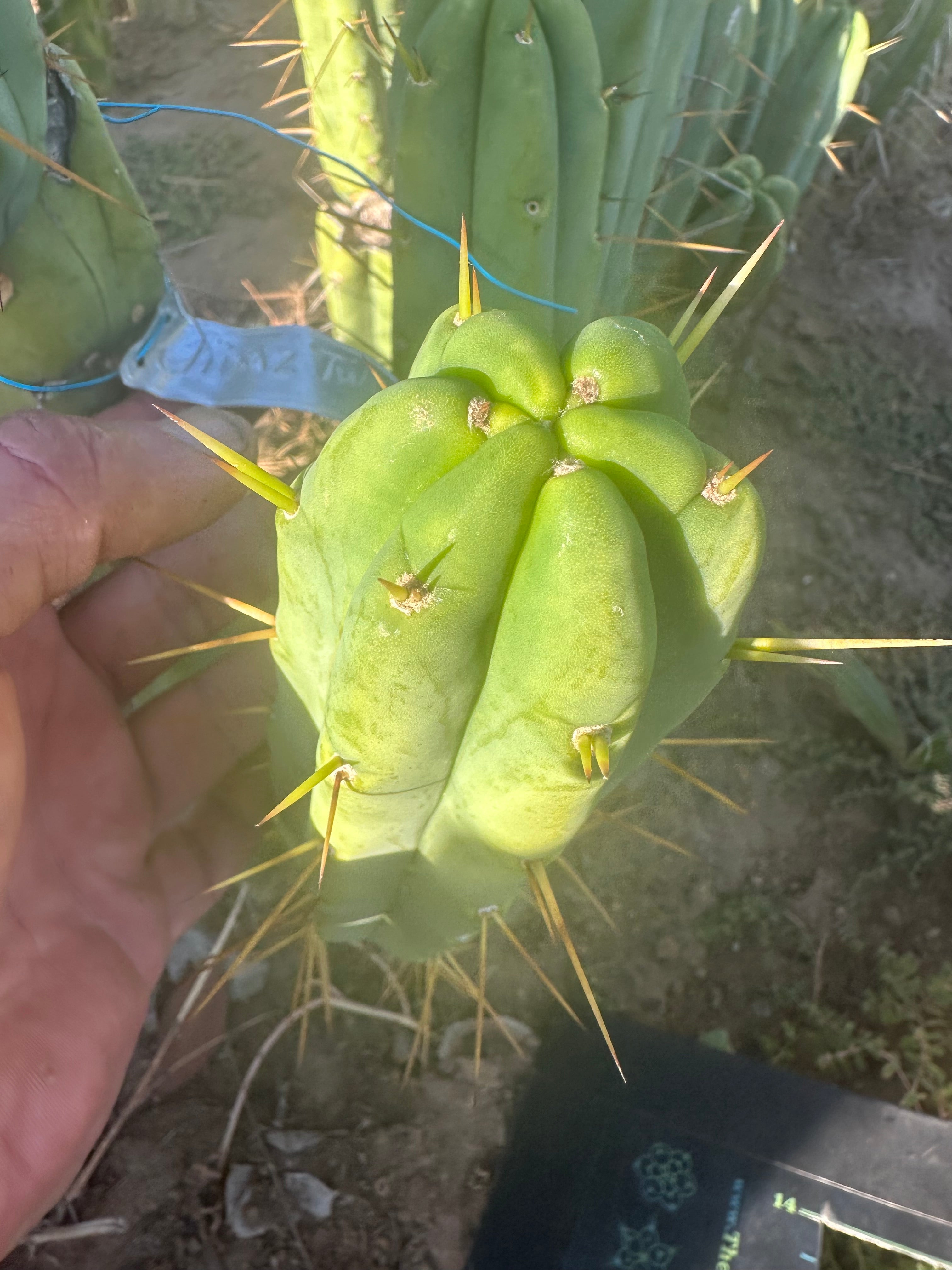 👑🌶️🌶️ Jiimz Twin Spine  — 12” Tips