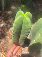 💎👑🌶️ Ferah — 8” Fourwang Pup
