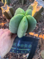 💎👑💎🌶️ Ferah — Fat 8” Pup