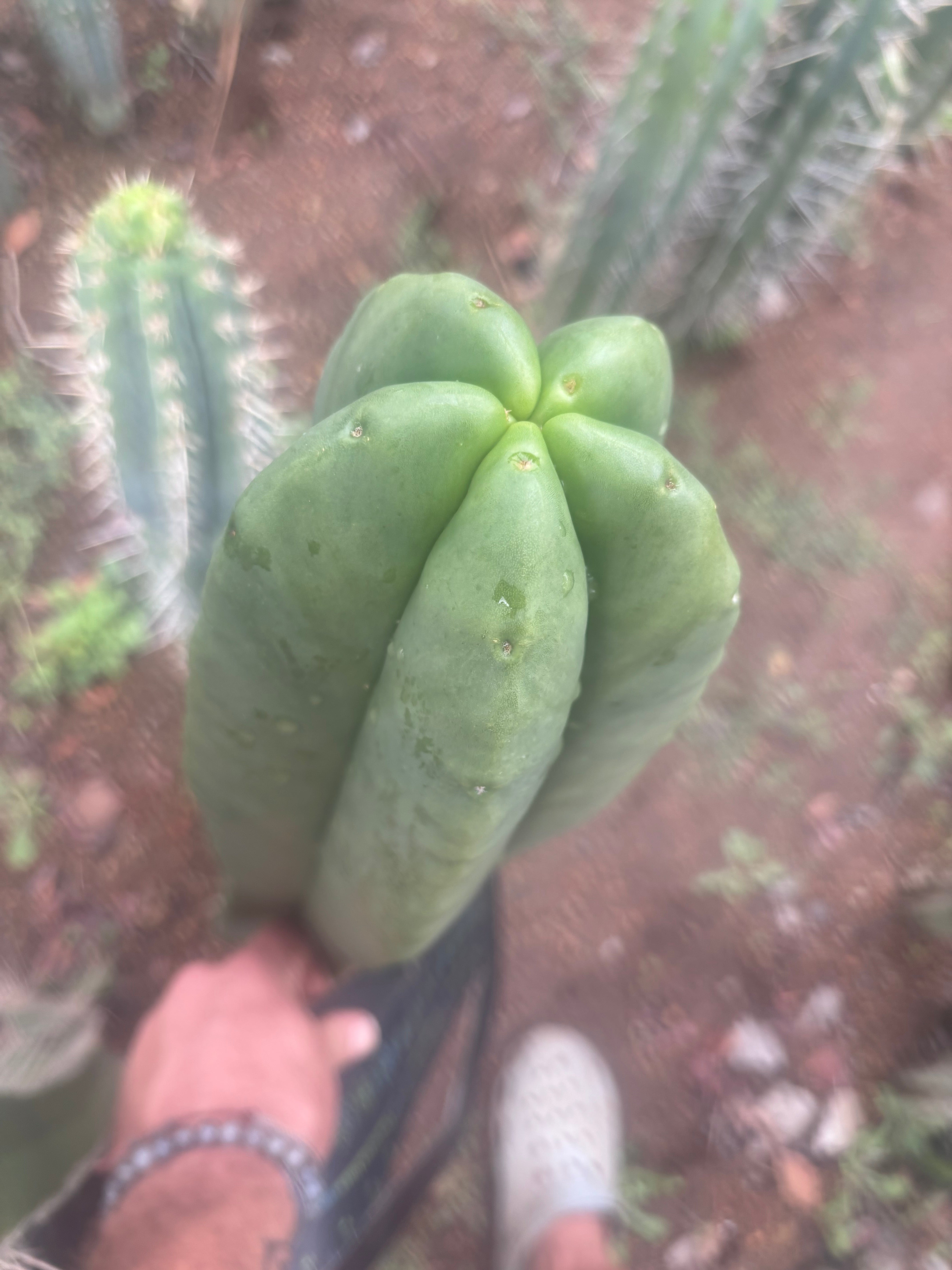 💎👑💎 Hulk  — *MASSIVE* XXL 16” Tip
