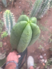 💎👑💎 Hulk  — *MASSIVE* XXL 16” Tip