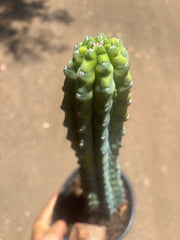 👑💎 Grecas — XL Established Tip Graft, Rooted