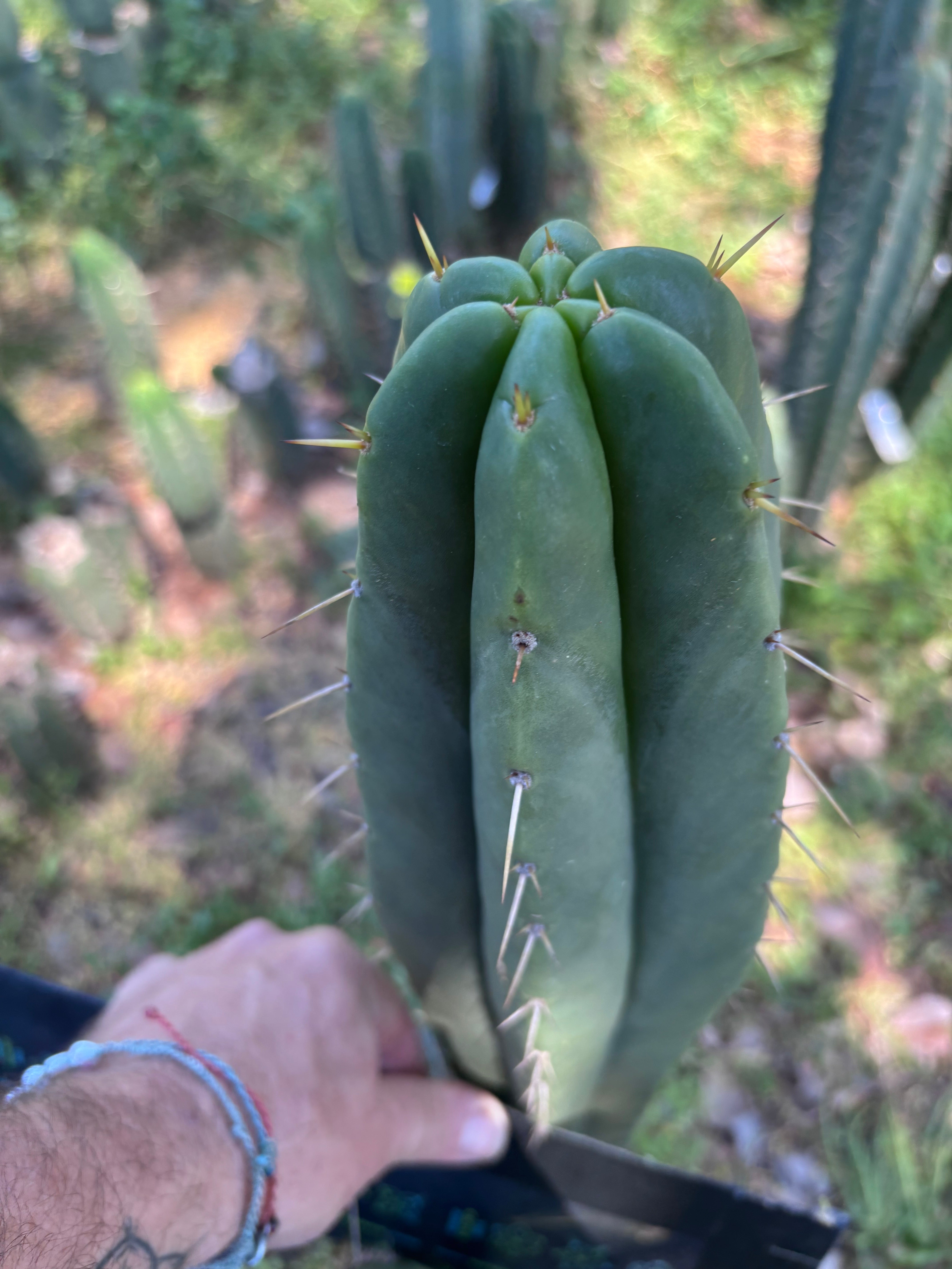 👑🌶️ Malo4 (F2)  — Fat 10” Tip