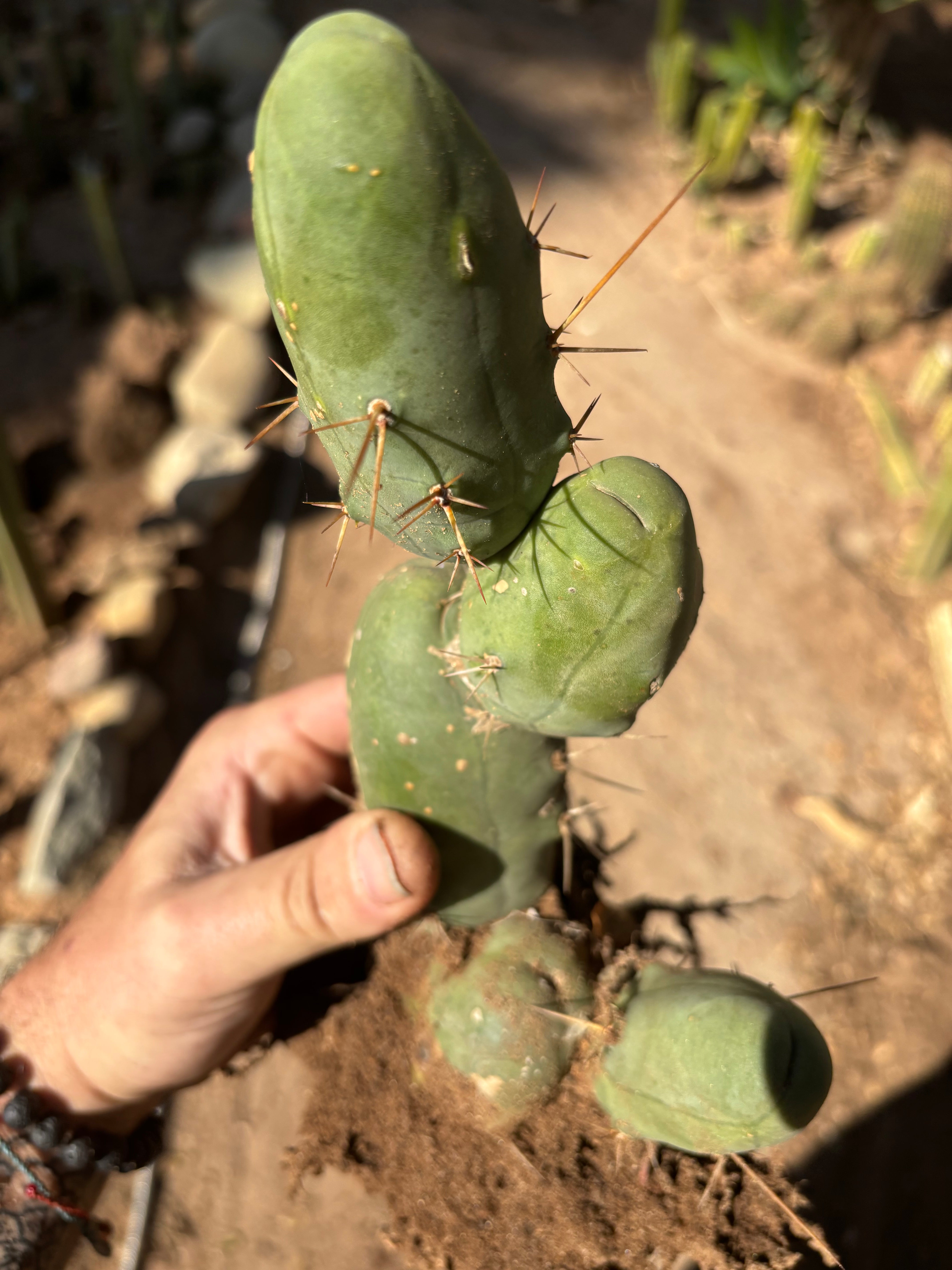 👑🌶️🌶️  TBM Clone B — XL Fully Rooted