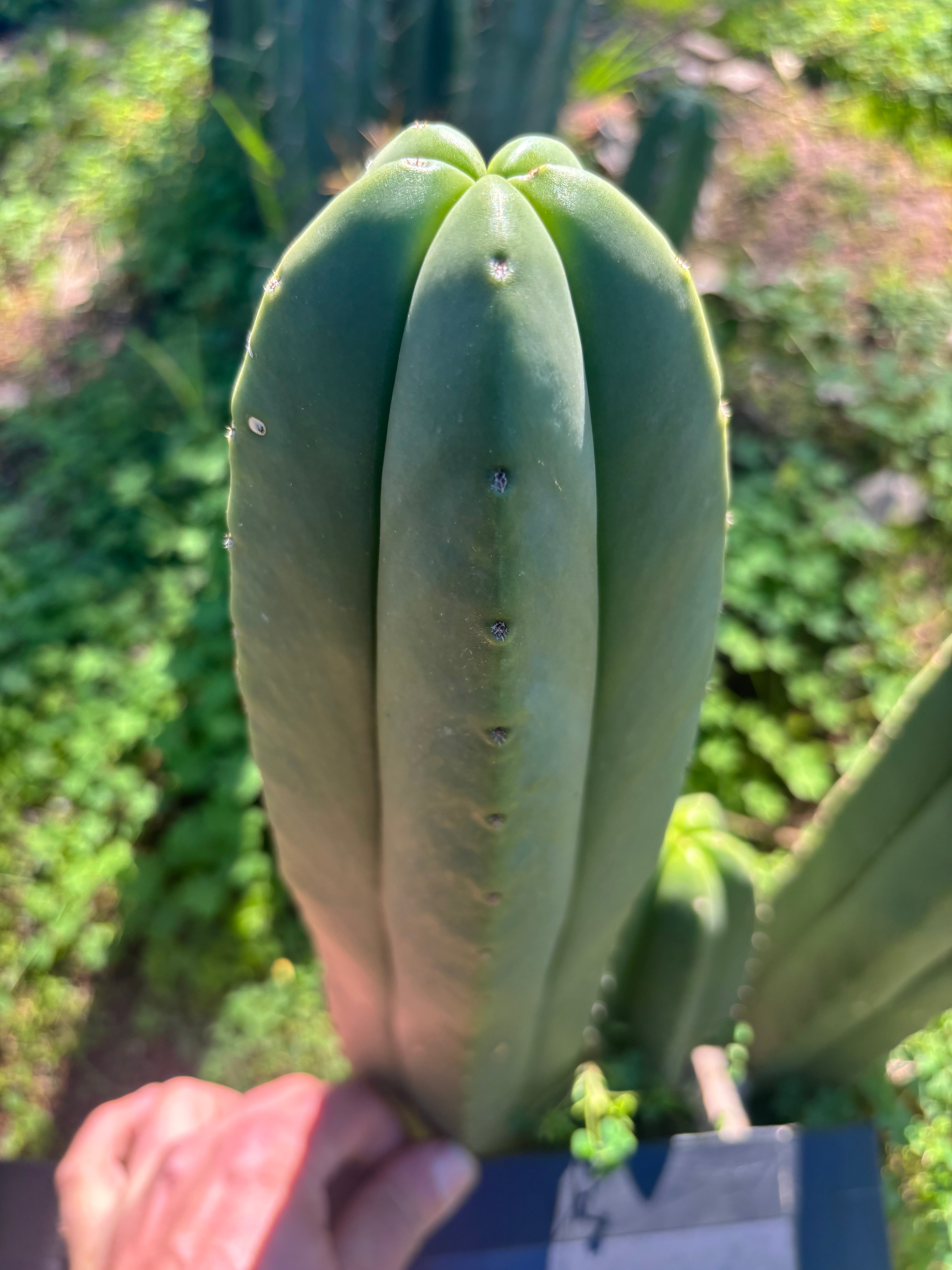💎 Primo Aussie Scop  — 13” Tip