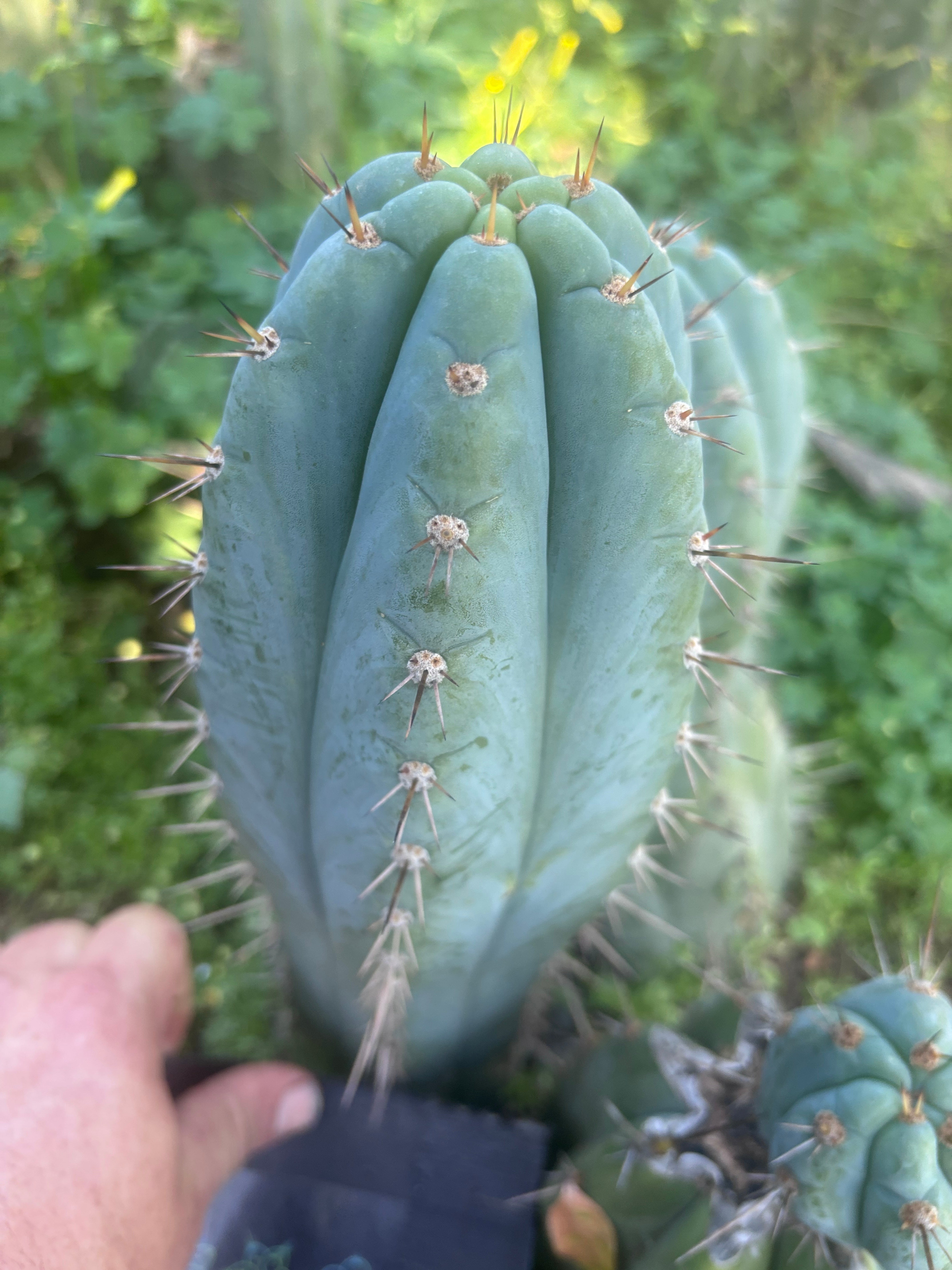 💎👑 Papa Smurf — FAT 9.5” Tip