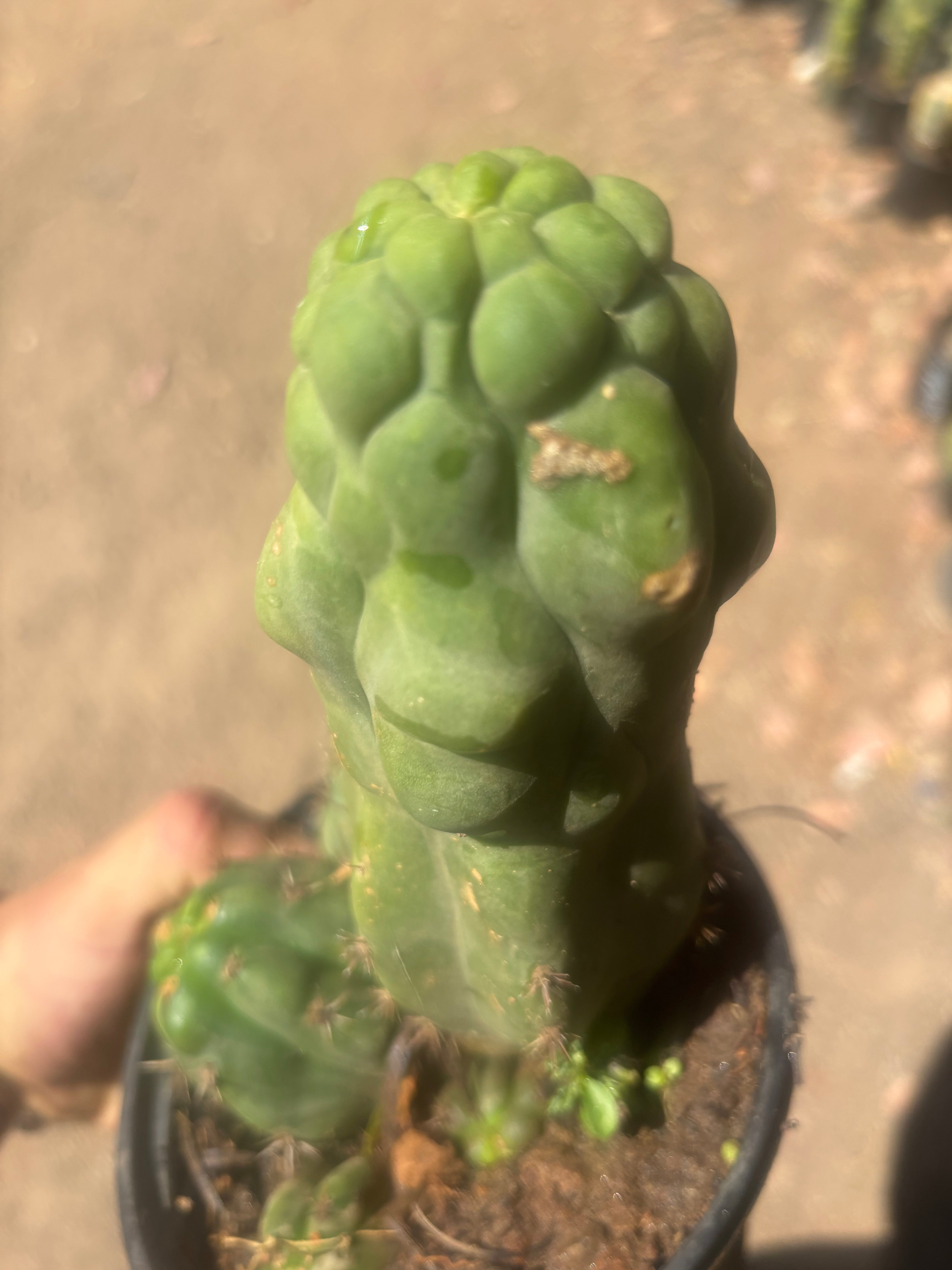 💎 Malo4 x TPM — Rooted Mini Stand