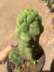 💎 Malo4 x TPM — Rooted Mini Stand