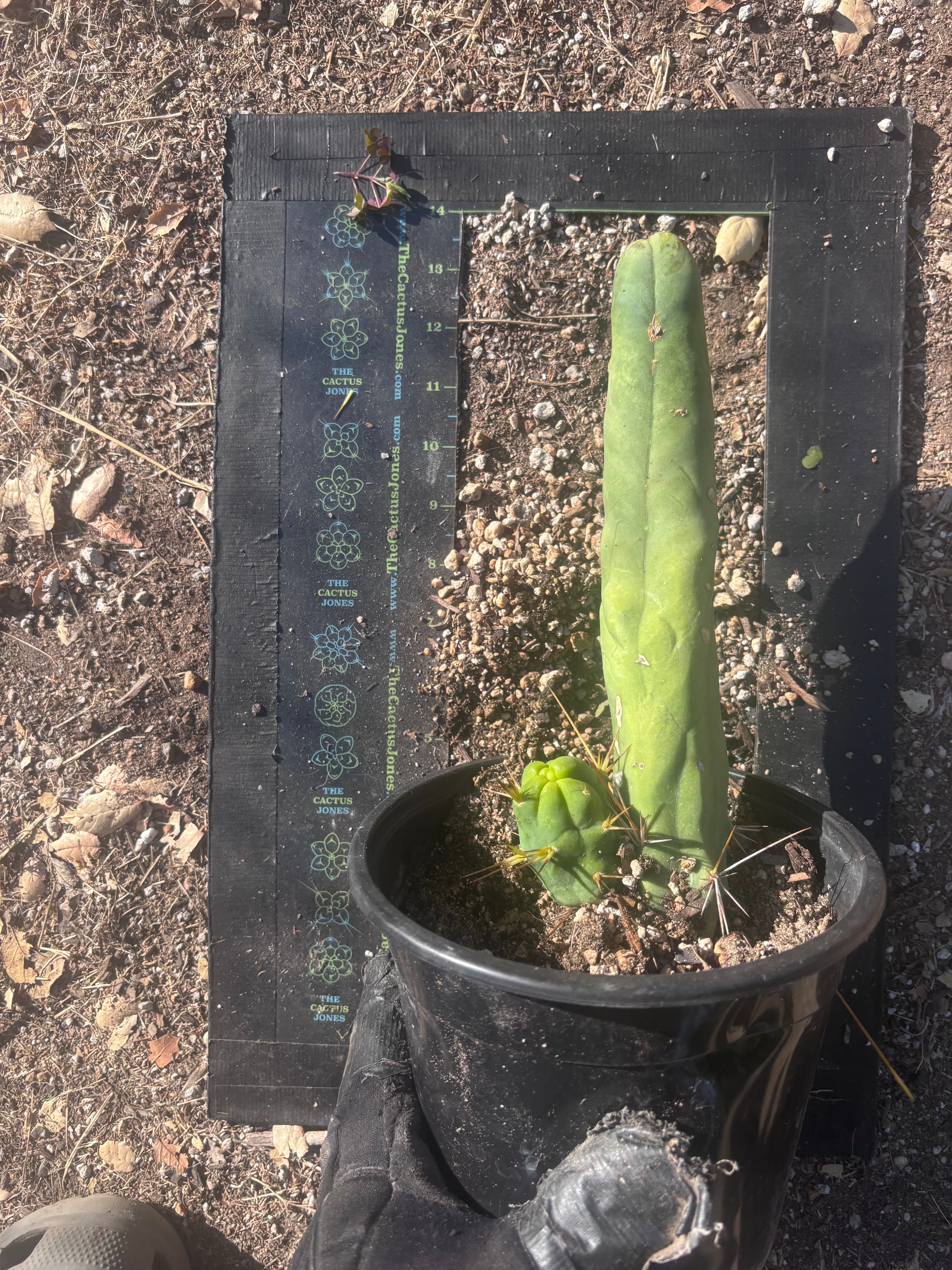 👑🌶️ TBM Long Form — 10” Rooted