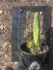 👑🌶️ TBM Long Form — 10” Rooted