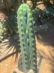 💎👑🌶️  Ashdod — XL 17” Magnum Tip