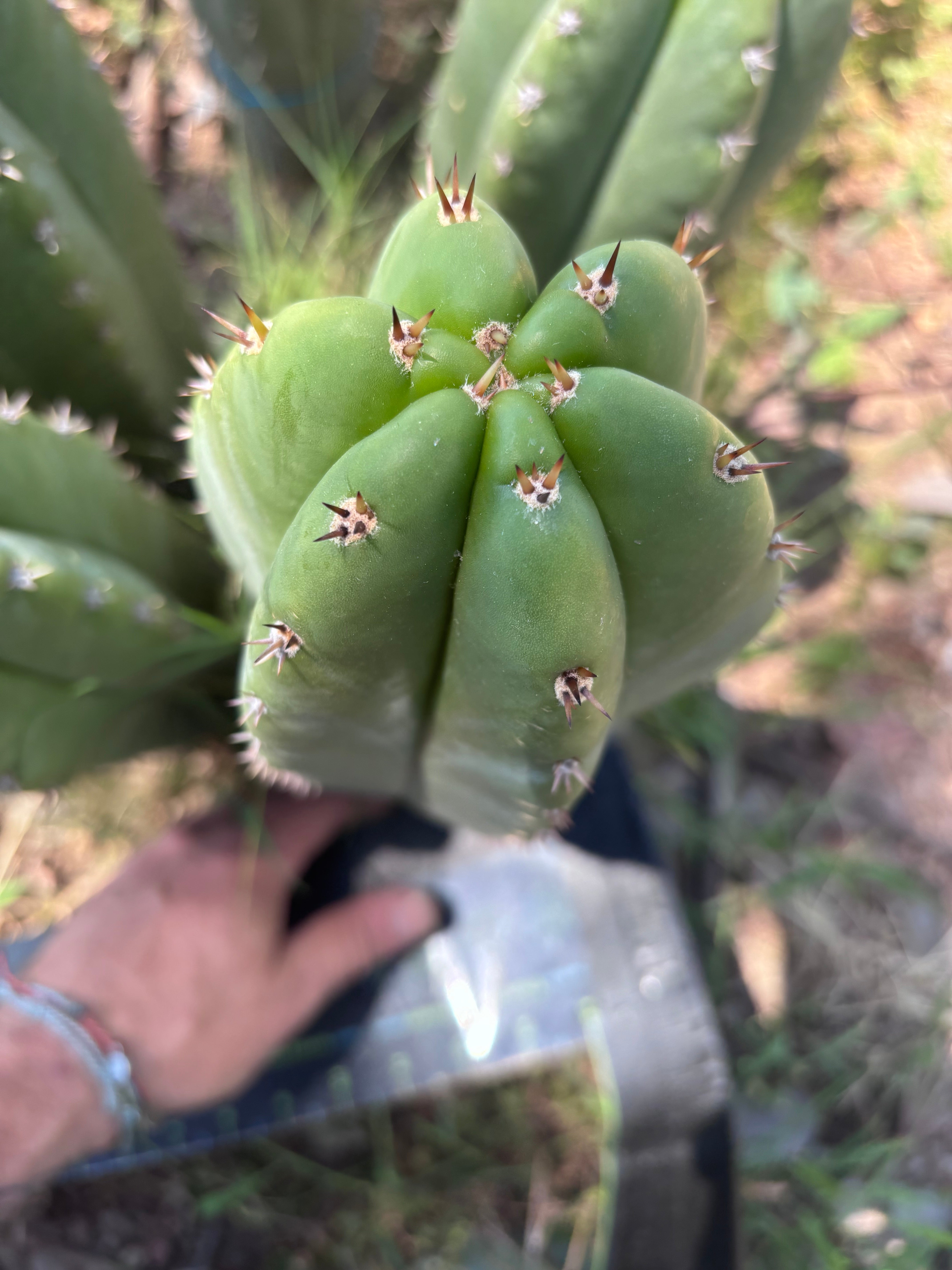 💎🌶️ Jada x Scop — XXL 14” Melon Pup