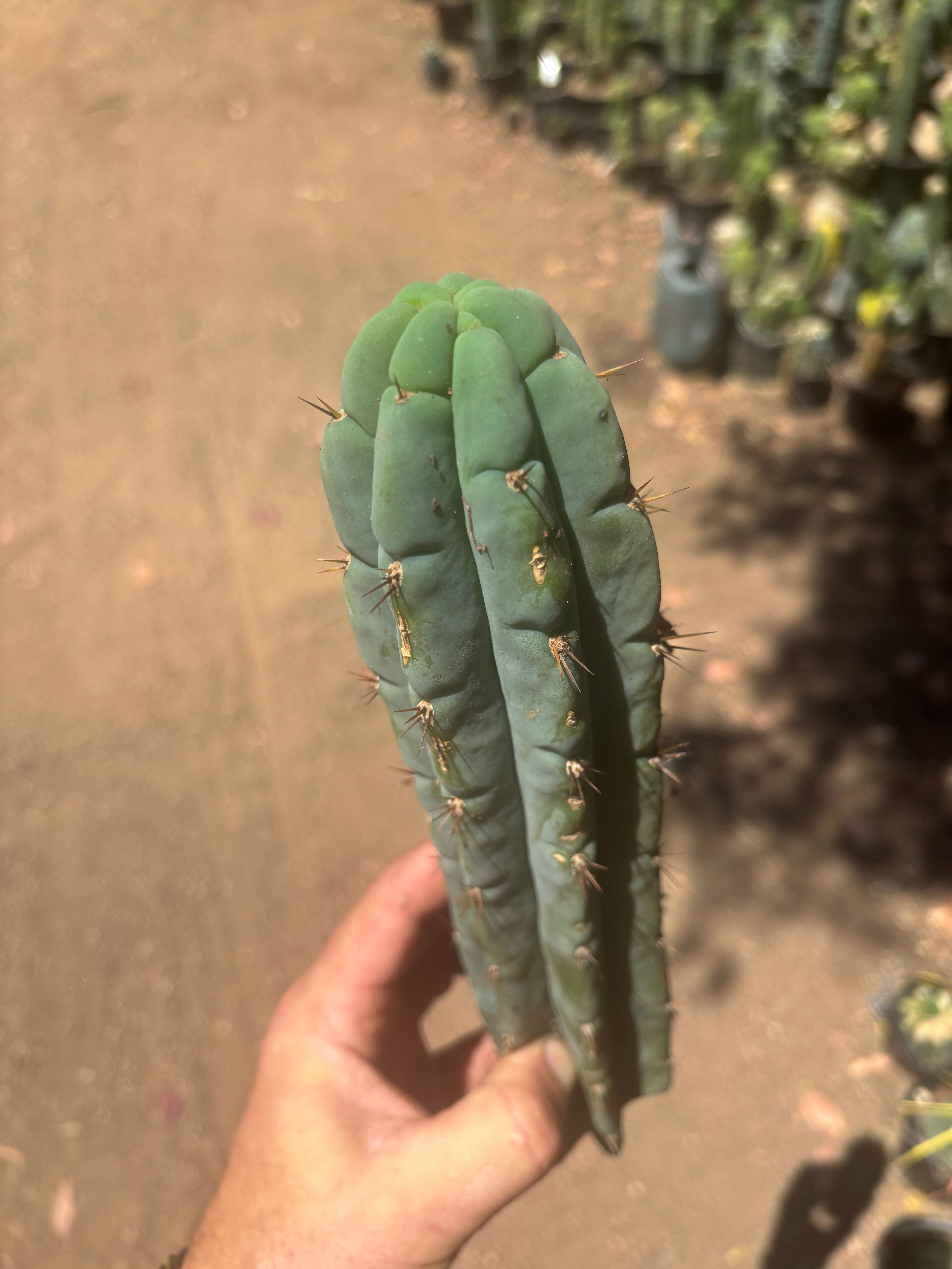 👑🌶️🌶️ Austy’s Bomb — 11.5”Tip