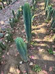 👑🌶️ Restocked (Again) — Ventucky Blue — 10” Tips