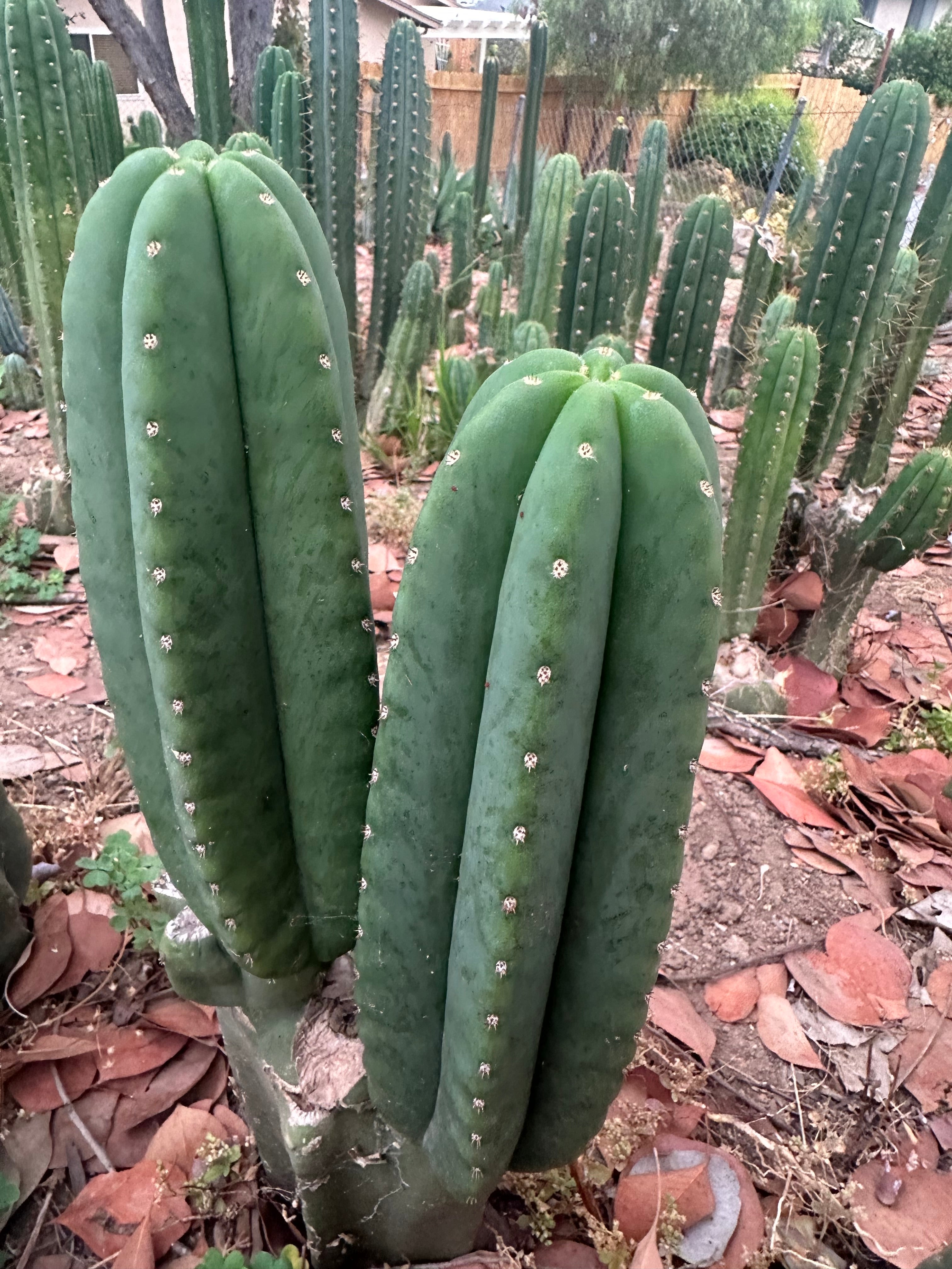 -👑🌶️  Scop A  — Chonky 11” Pup