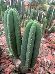 -👑🌶️  Scop A  — Chonky 11” Pup