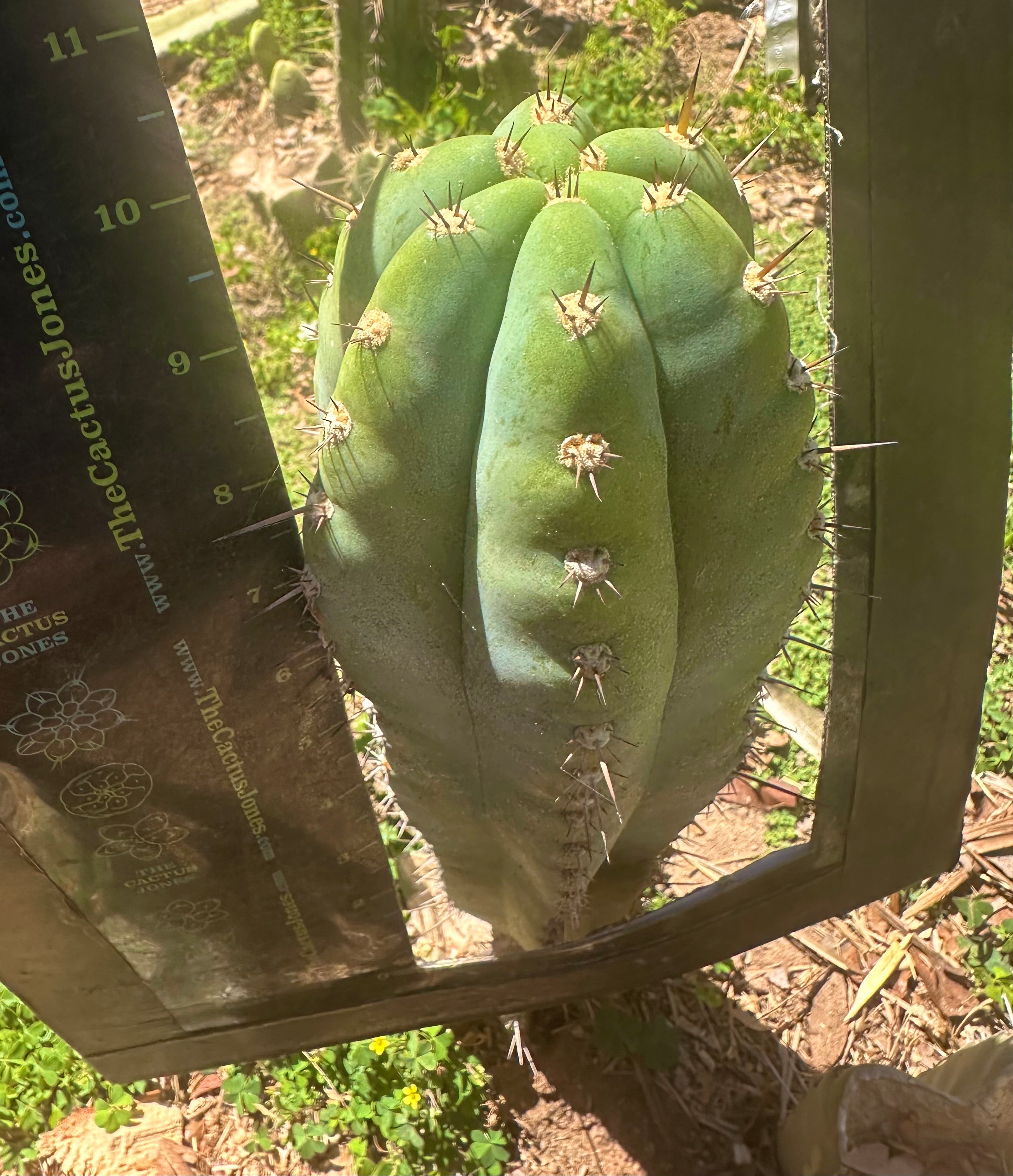 👑💎 BK08612.9 — Fat 10” Tip