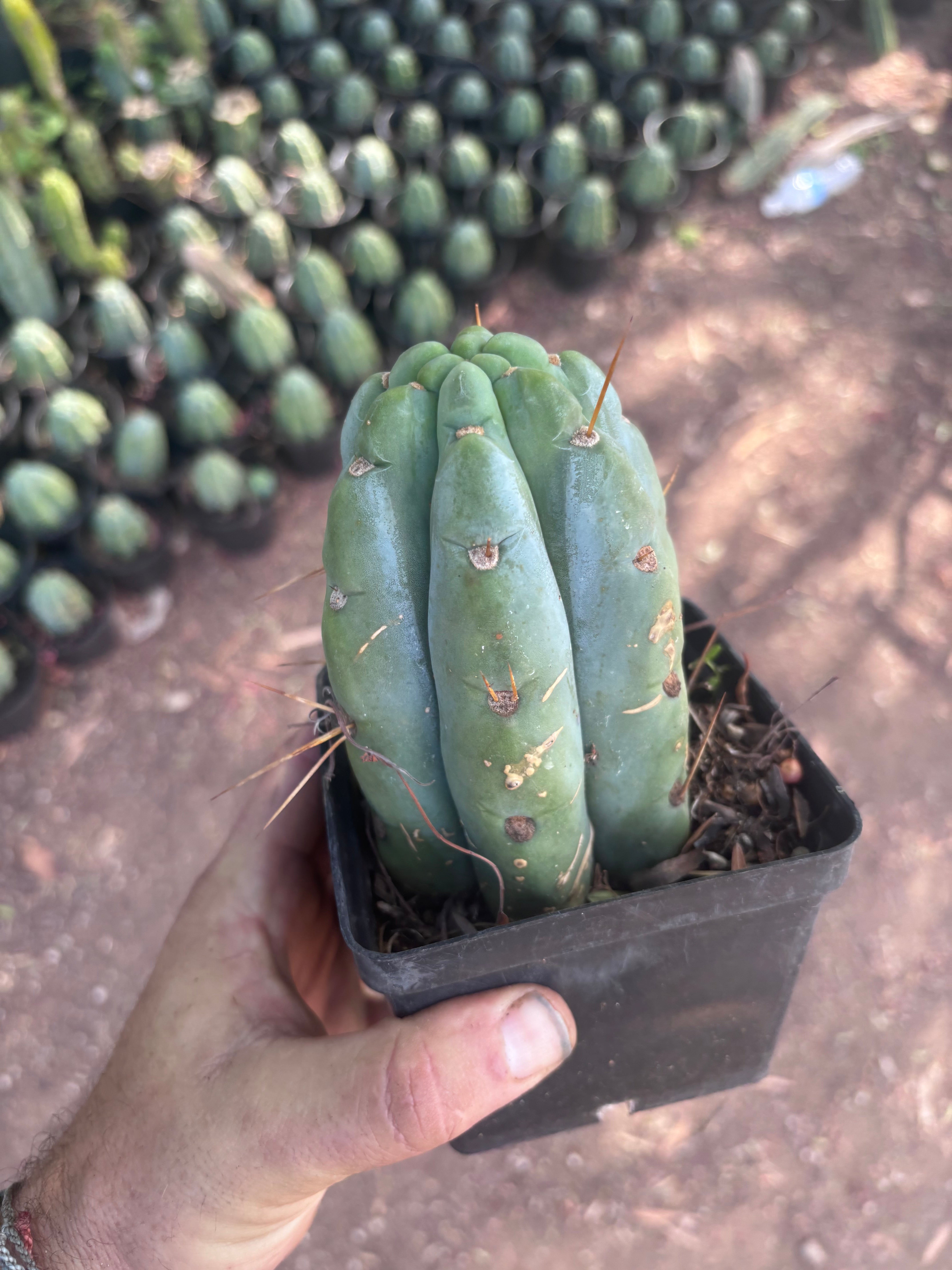 👑🌶️  Jiimz Strong Spine — Rooted Tips (Restocked)