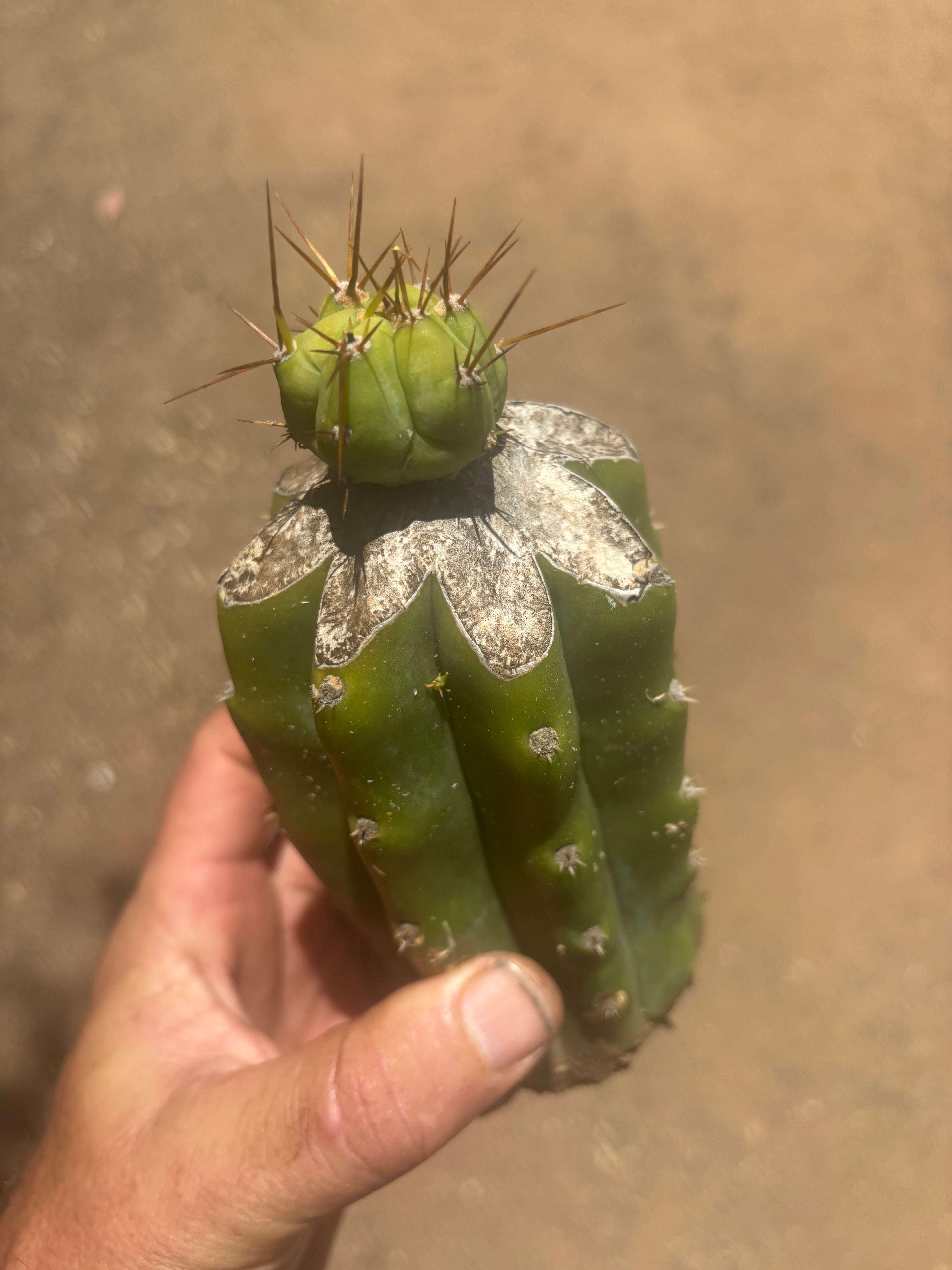 👑💎🌶️  CSD — Tip Graft on PC w/Roots