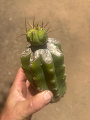 👑💎🌶️  CSD — Tip Graft on PC w/Roots