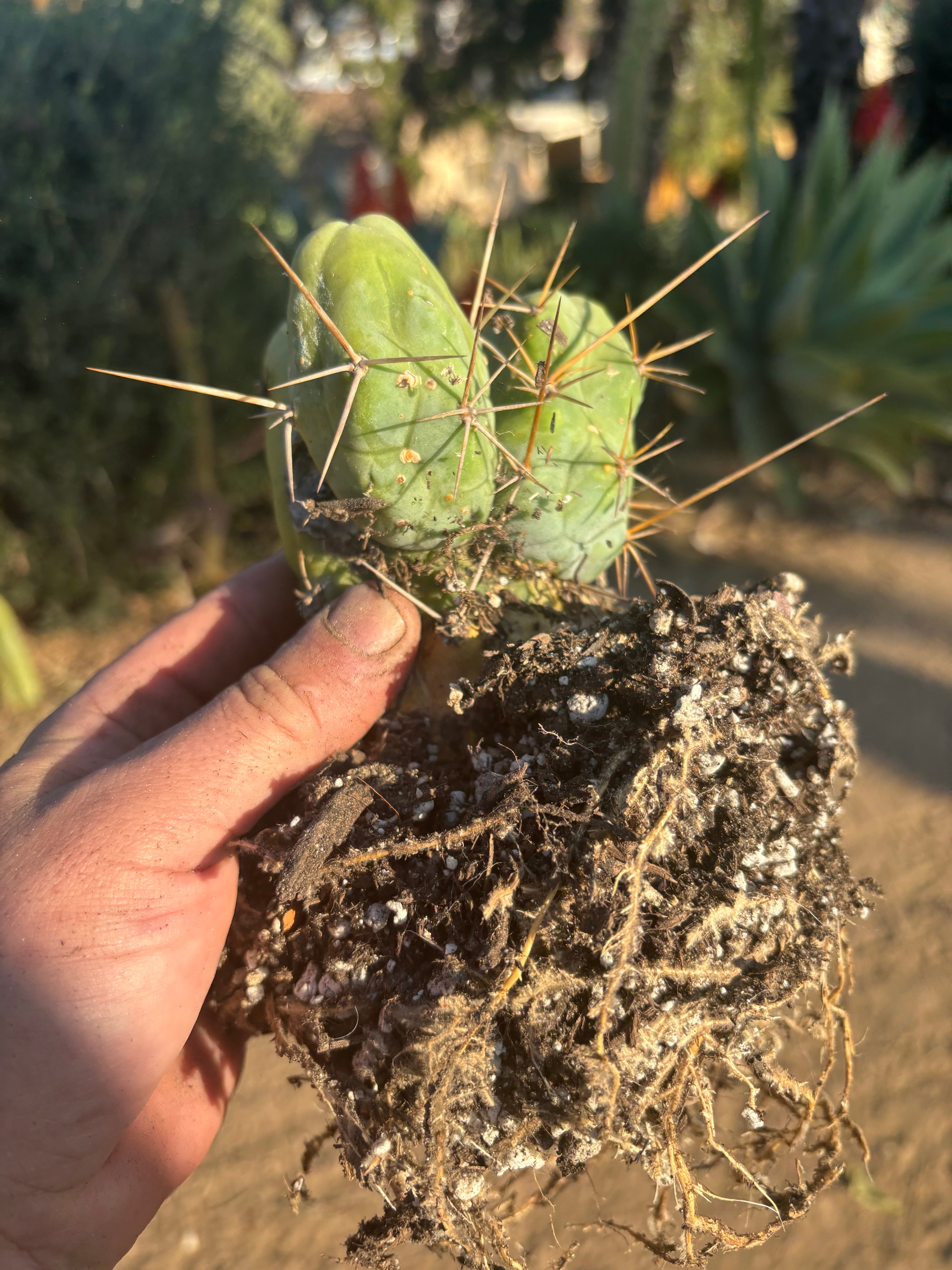 👑🌶️🌶️  TBM Clone B — Fully Rooted
