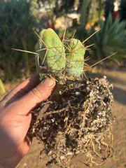 👑🌶️🌶️  TBM Clone B — Fully Rooted