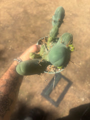 👑🌶️🌶️  TBM Clone B — Fully Rooted, 12 Segments