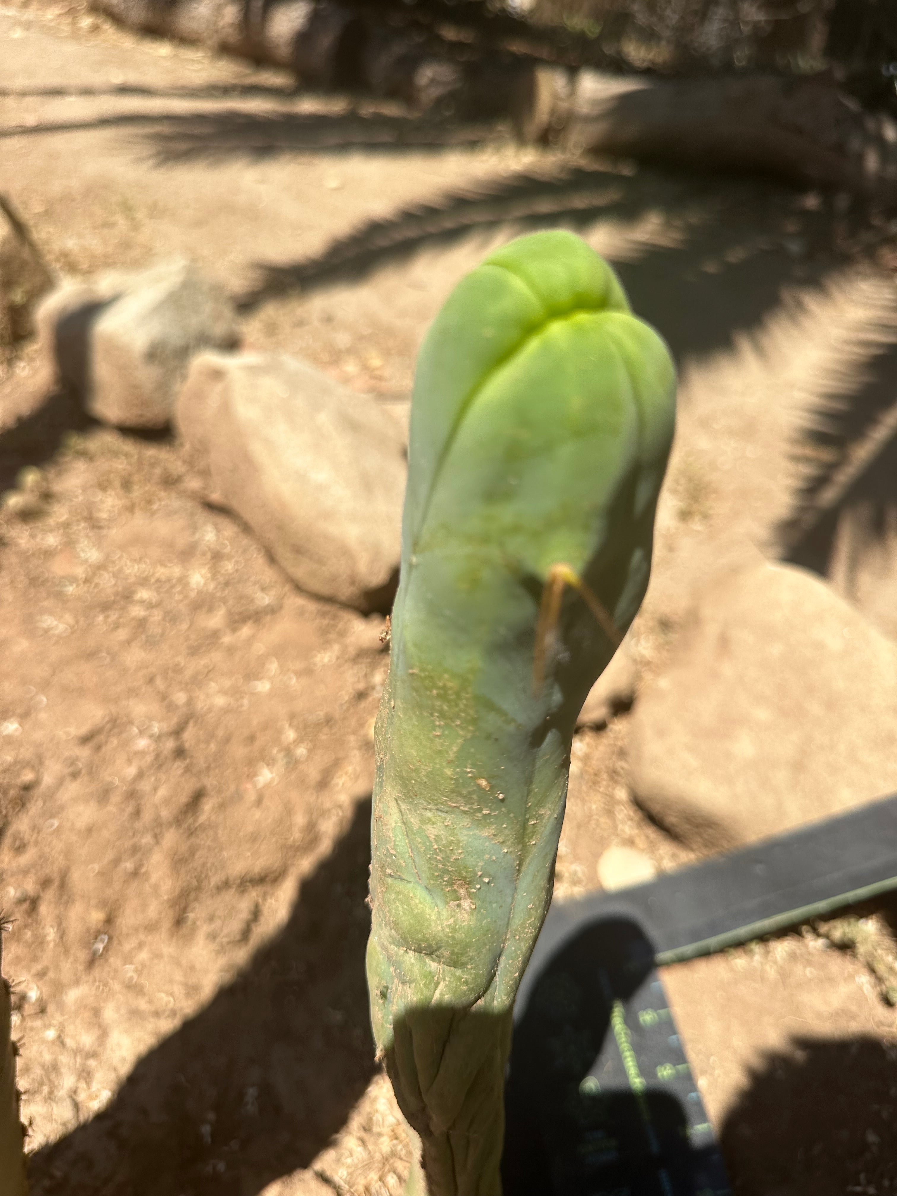 👑🌶️ TBM Long Form — 11” Tip