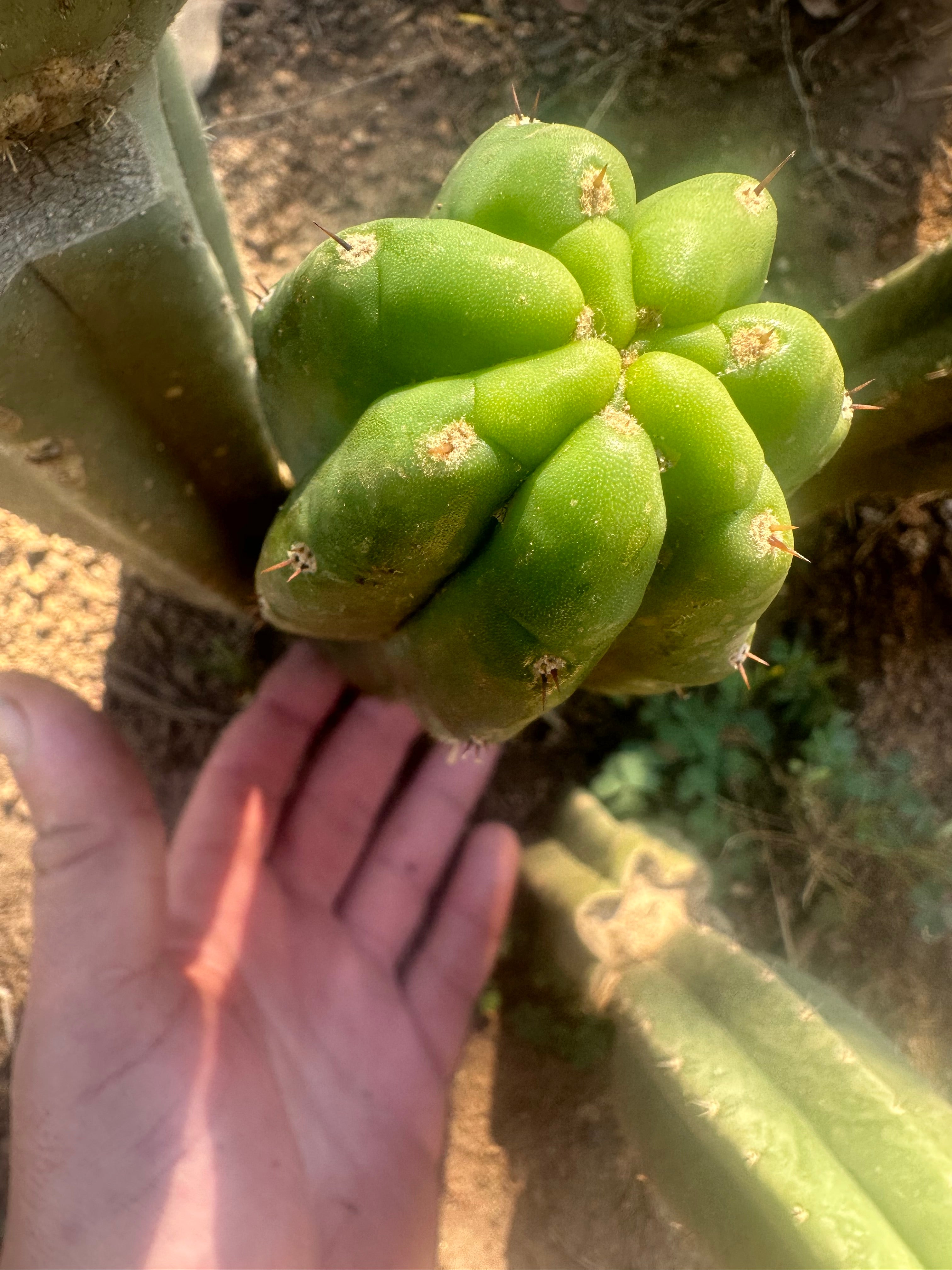 👑🌶️ Genesis — 9” Pup