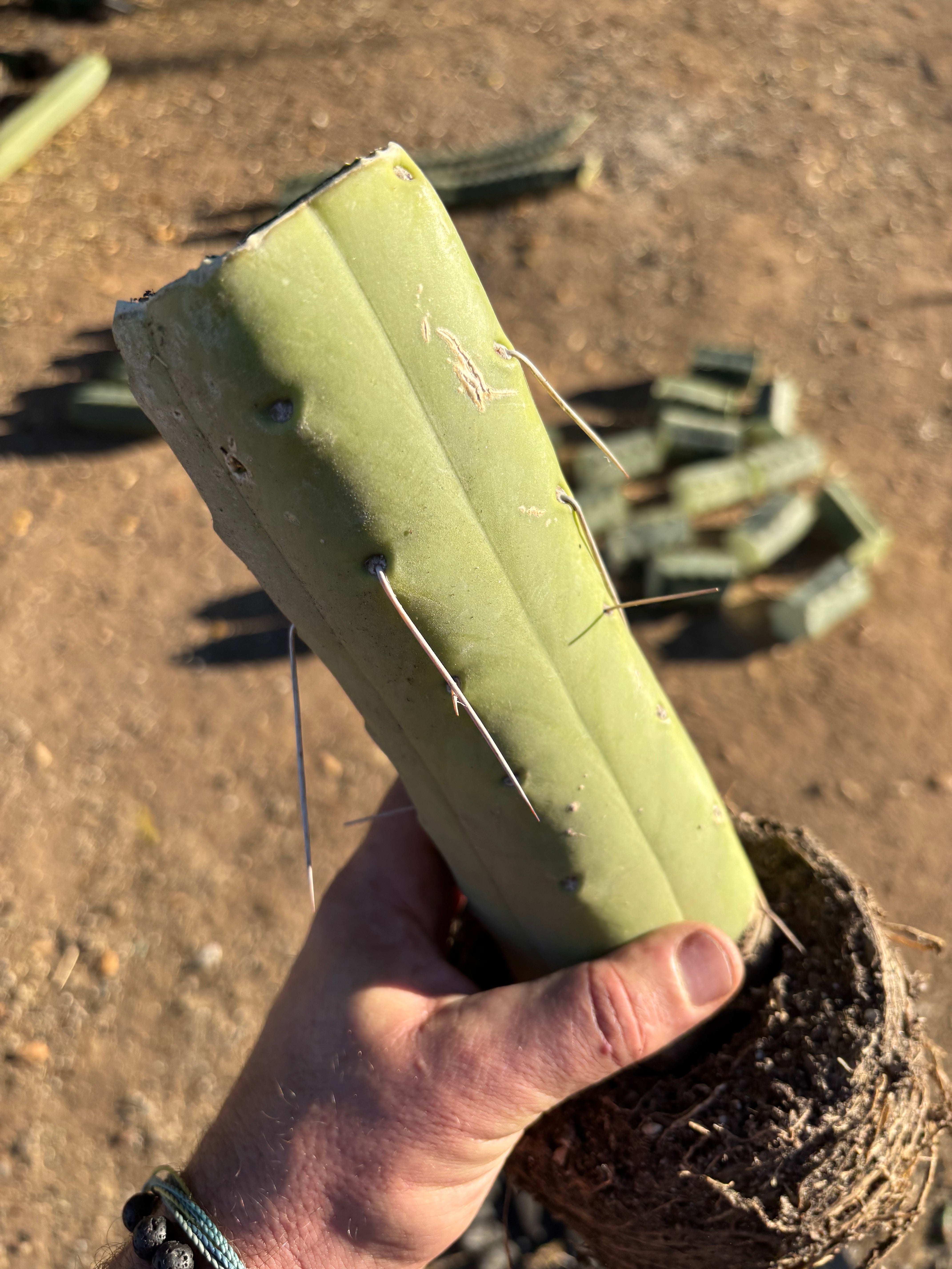 👑🌶️🌶️  Jiimz Twin — Fully Rooted Stump