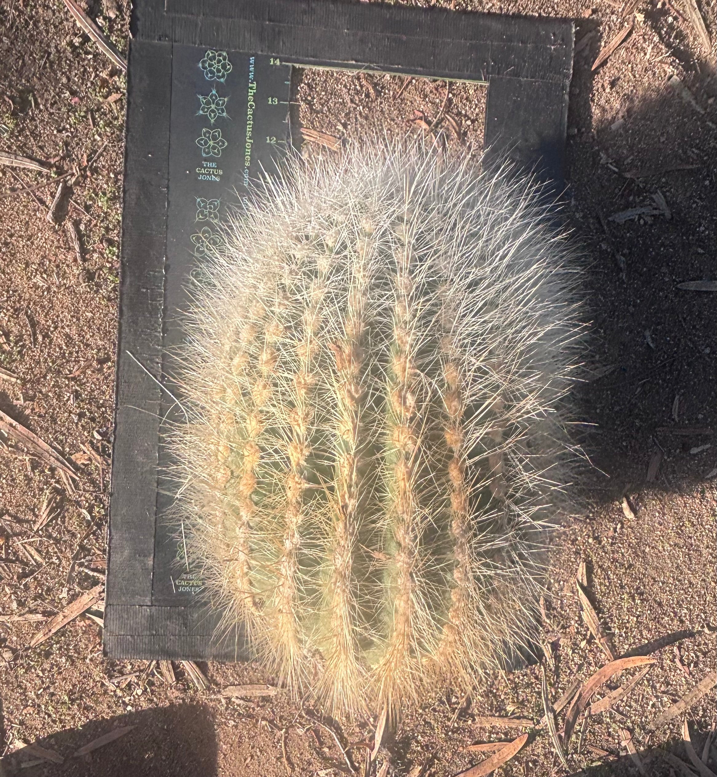 💎 T. Atacamensis — 12” x 9” Fur Melon