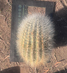 💎 T. Atacamensis — 12” x 9” Fur Melon